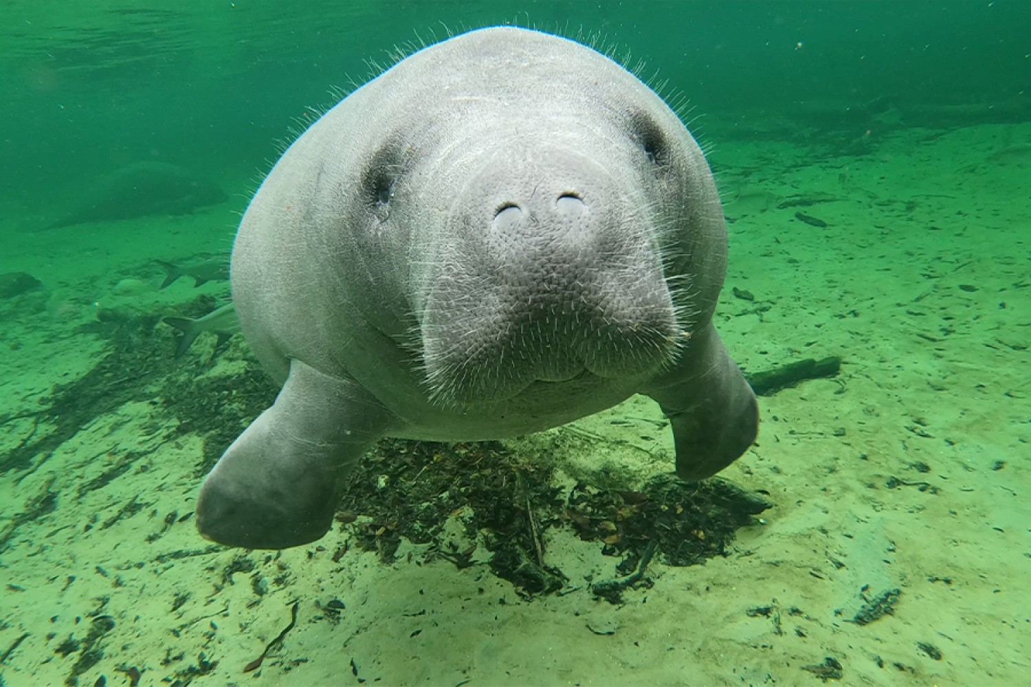 Save Our Manatees: How water pollution and seagrass loss is killing
